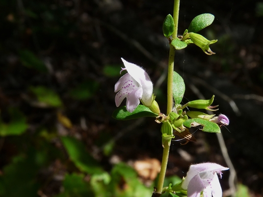 {Clinopodium georgianum}